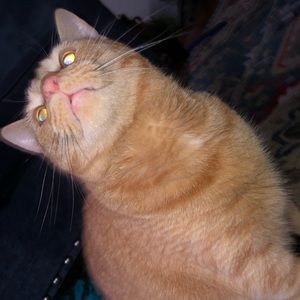 Meet your Posher, Fatma